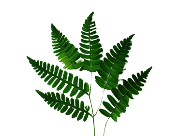  change of name and name change in Nigerian newspaper advert publication, fern leaf image