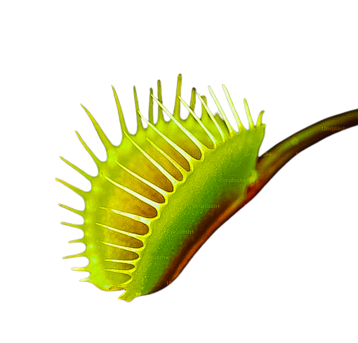 change of name in Nigeria image of the carnivorous plant, flytrap for newspaper change of name advert publication in Nigeria