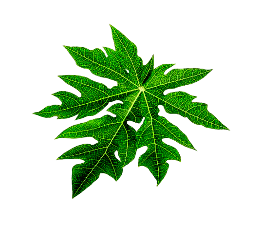 image of a papaya leaf for newspaper correction and addition of name newspaper publication in Nigeria